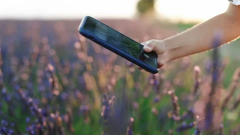 Unrecognizable Girl Using Smartphone to take Photos of Lavender Fields. Young Stock Footage 194566737