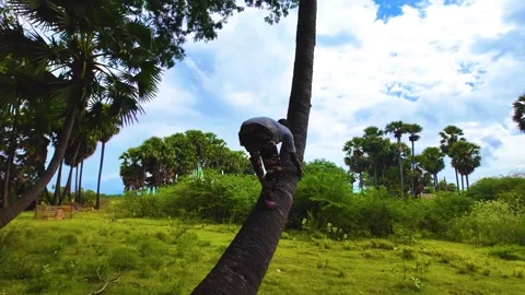 Unrecognizable Guy Climbing the Palm Tree Stock Footage 278799367