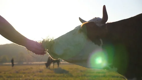Unrecognizable guy giving some green grass to cow. Curious friendly animal Video stock 126207065