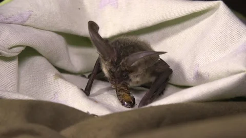 An unrecognizable hand feeds a bat with insects from tweezers Stock Footage 158884337
