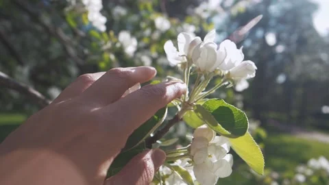 Unrecognizable hand gentle touching a branch with spring apple tree blossom with Stock Footage 155156482