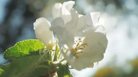 Unrecognizable hand twists a branch with spring apple tree blossom with sun Stock Footage 155089383