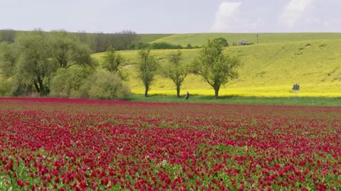 Unrecognizable man with bag walking between flowering fields Stock Footage 132131748