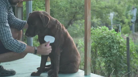 An unrecognizable man is brushing and grooming his labrador dog on the porch Stock Footage 203886253