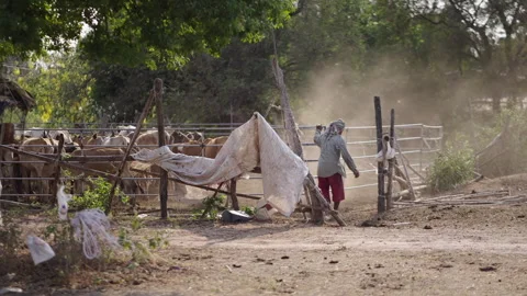 Unrecognizable man closes ranch with cows in it Stock Footage 265584304