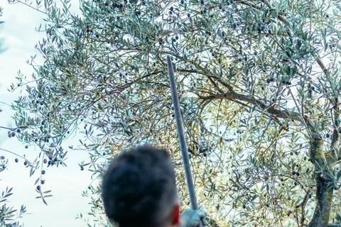Unrecognizable man dropping olives from a tree Stock Photos