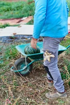 Unrecognizable man in front of a wheelbarrow in selective focus with a pumpki Stock Photos