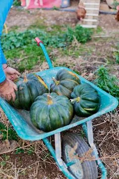 Unrecognizable man in front of a wheelbarrow in selective focus with a pumpki Stock Photos