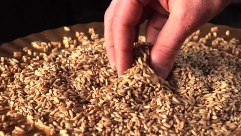Unrecognizable man hands touch crop to feel quality of wheat grains. Summer work Stock Footage 196736900