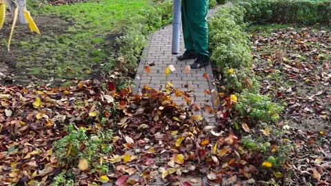 Unrecognizable man man take away dry autumn leaves using yard vacuum cleaner in Stock Footage 226342497