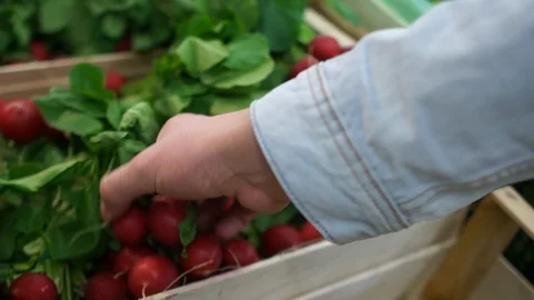 Unrecognizable man picks fresh bunches of radish with greens. Male hand Stock Footage 101483391