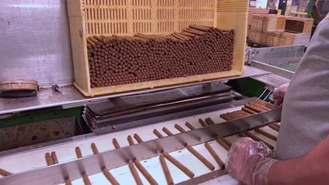 Unrecognizable man putting cigars in box. Cigarette factory at Santiago de Vidéo 170204475
