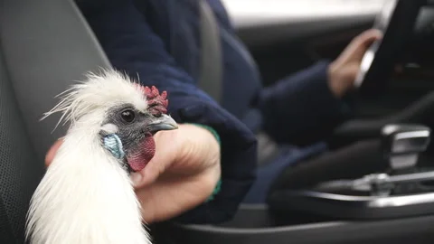 Unrecognizable man stroking his pet sitting inside car. Chicken in auto Stock Footage 139824315