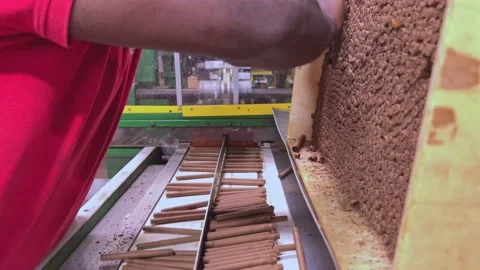 Unrecognizable man working in cigarettes factory puts cigars in big box. Vidéo 170204554