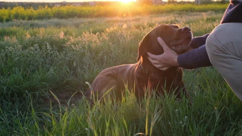 Unrecognizable man's hands are petting the dog who is lying on the grass in suns Stock Footage 193389370