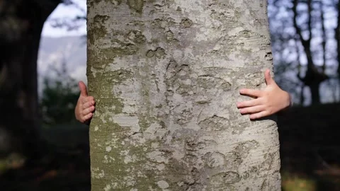 Unrecognizable person embracing tree in forest Stock Footage 250083397