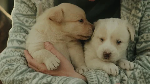 Unrecognizable person holding two small puppies in their arms. Funny puppy. Stock Footage 242054962