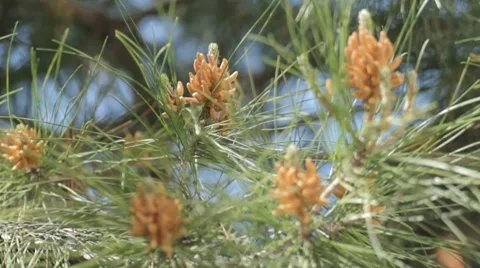 Unrecognizable person shaking the branches of fluffy pine with pollen Stock Footage 7766760