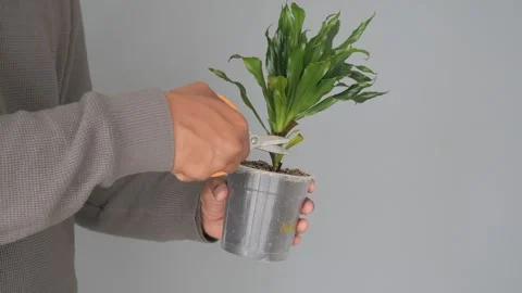 Unrecognizable person using orange scissors to prune dry leaves of indoor d.. Vídeos de archivo 332908270