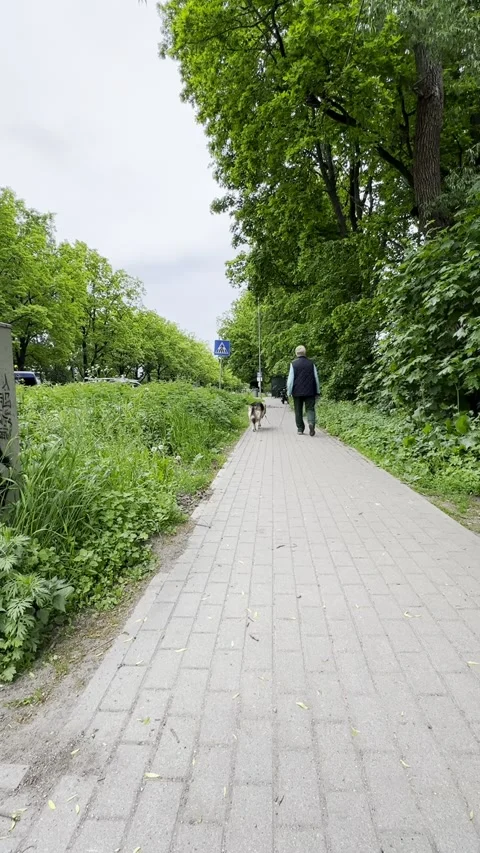 Unrecognizable Person Walking Dog on Tree Lined Pedestrian Path Stock Footage 341569173