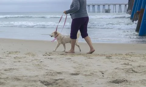 Unrecognizable person walking his small breed dog on the beach Stock Photos