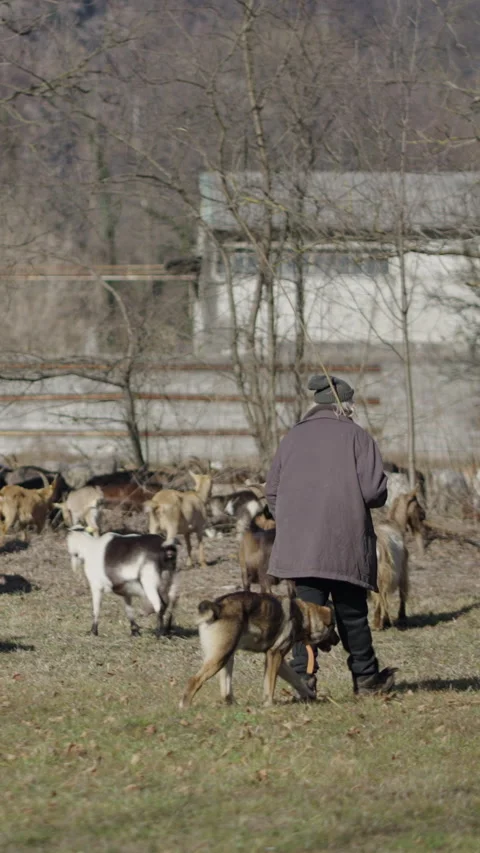 An unrecognizable shepherd wanders among his flock Stock Footage 275217459
