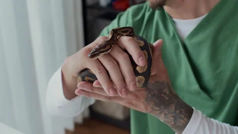 Unrecognizable Tattooed Herpetologist Inspecting Python Snake 스톡 동영상 304536523