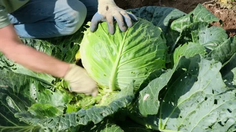 Unrecognizable white farmer using a knife to harvest a cabbage closeup  Stock Footage 316531218