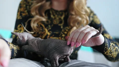 Unrecognizable woman playing with little Devon Rex kitten Video stock 233675702