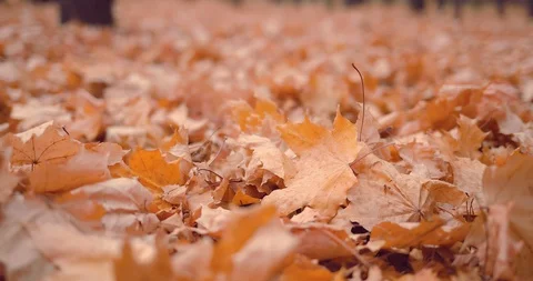 Unrecognizable woman's hand picking up an orange autumn leaf in the park Vídeo Stock 97377722