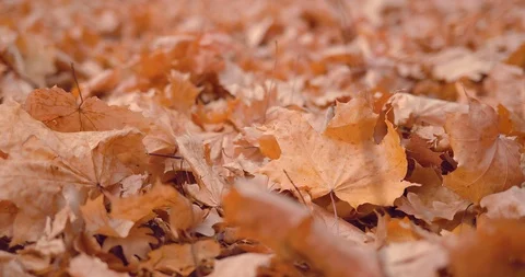 Unrecognizable woman's hand picking up an orange autumn leaf in the park. Close Stock Footage 97378350