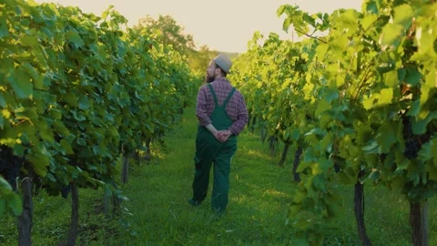 Unrecognizable young winemaker farmer walk between rows vine eat berries keep Stock Footage 213476885