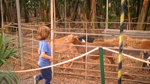 An unrecognized child meets pets. Sheep in the contact enclosure. The concept of Video stock 121909646