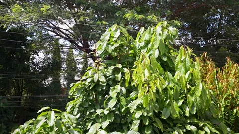 Unrecognized gardener on tree cutting tree branches. Vídeo Stock 251304100