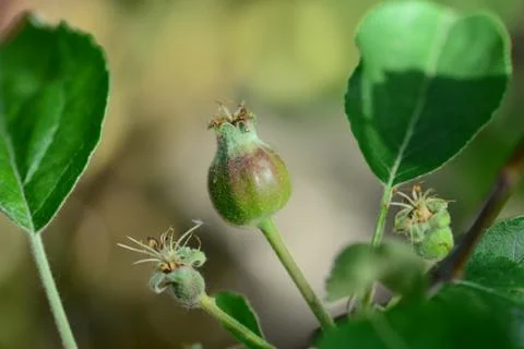 Unripe Apple Embryo Stock Photos