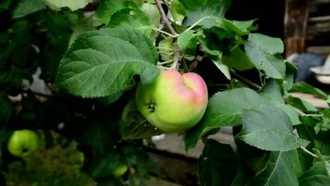 Unripe apples Stock Footage 213537931