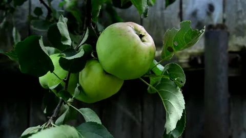 Unripe apples Stock Footage 213609172