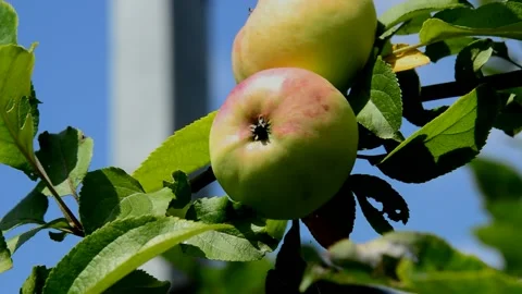 Unripe apples Stock Footage 214025025