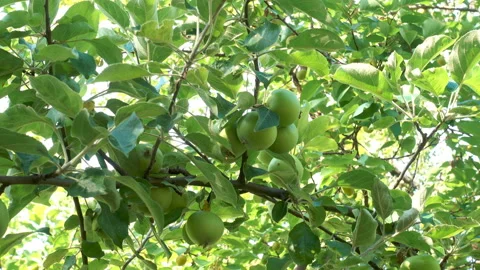 Unripe apples on a tree in 4K Stock Footage 153047010