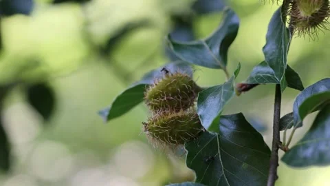 Unripe beechnuts on a beech tree branch moving in the wind Stock Footage 337638561
