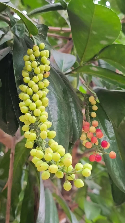 Unripe Bignay Fruit Clusters Stock Footage 343988262