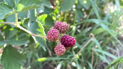 Unripe blackberries Stock Footage 201284350