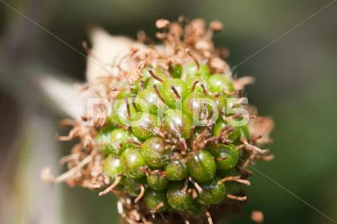 Unripe blackberry Stock Photos