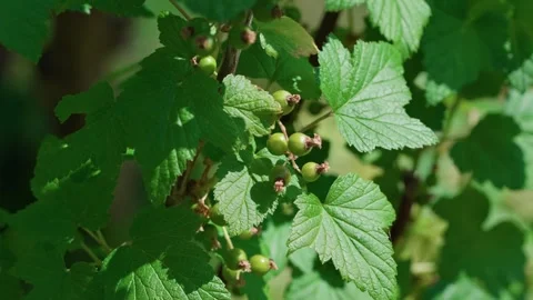 Unripe blackcurrant Video stock 314856485