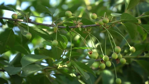 Unripe cherries on cherry tree branches Stock Footage 241747333
