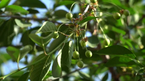 Unripe cherries on cherry tree branches Stock Footage 241747419