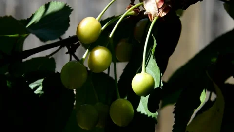 Unripe cherries Stock Footage 133390145