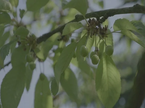 Unripe cherries in spring on tree with leaves. Green cherry in garden. Stock Footage 75722149