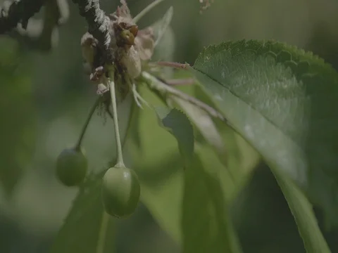Unripe cherries in spring on tree with leaves. Green cherry in garden. Stock Footage 75722211