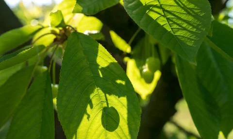 Unripe cherries on the tree. Stock Photos
